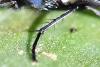 Lucilia sp.